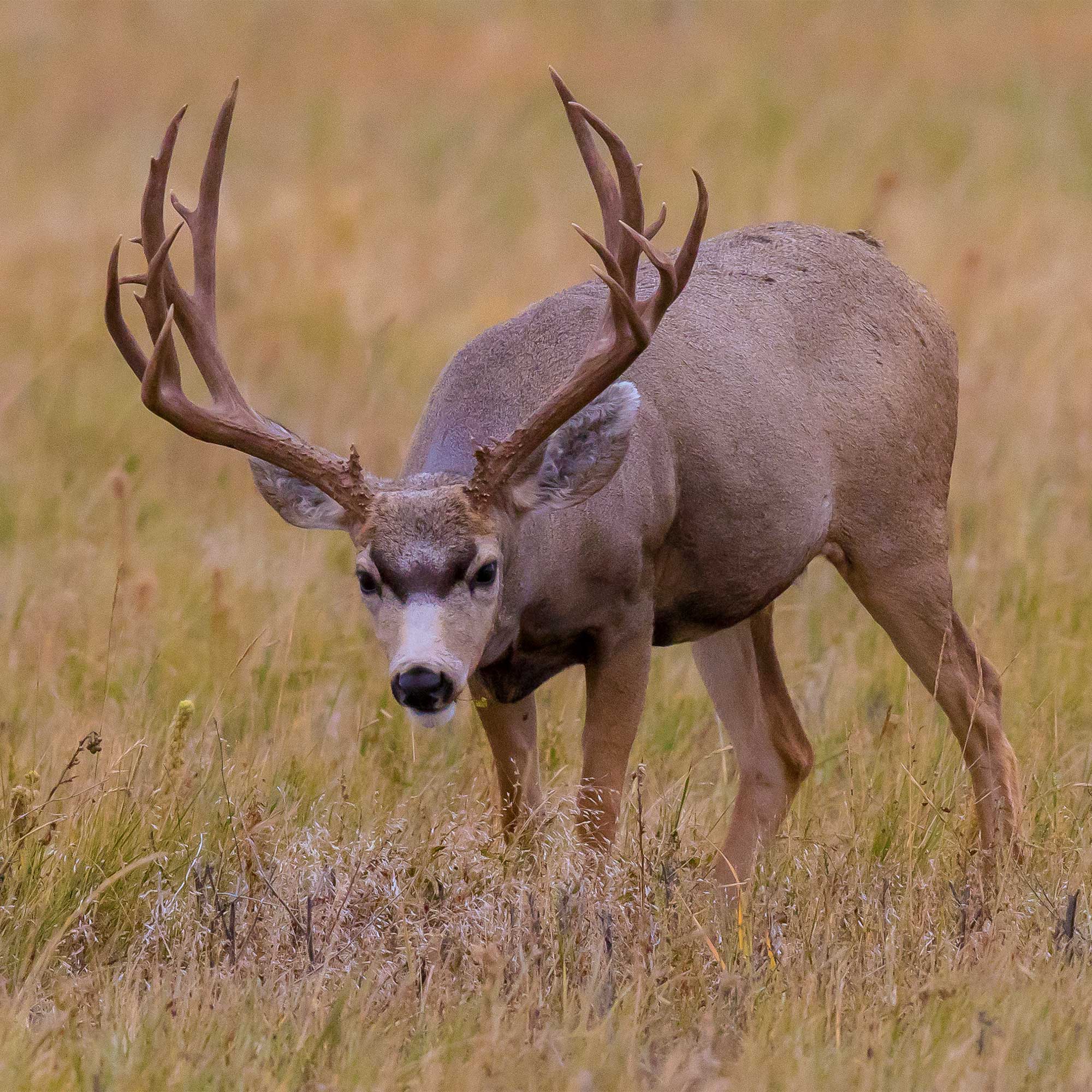 A monster mule deer in the Colorado Rocky Mountains