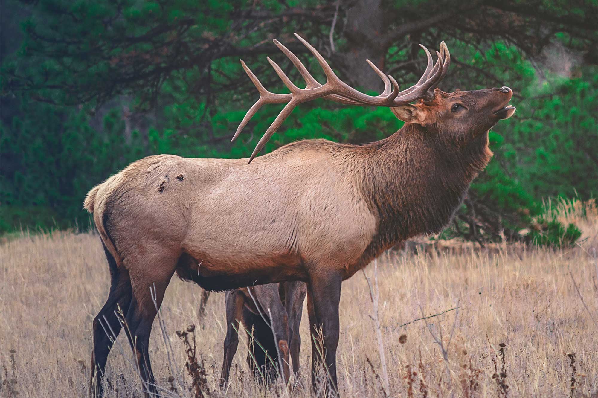 An elk bugling in the woods at a Colorado hunting ranch