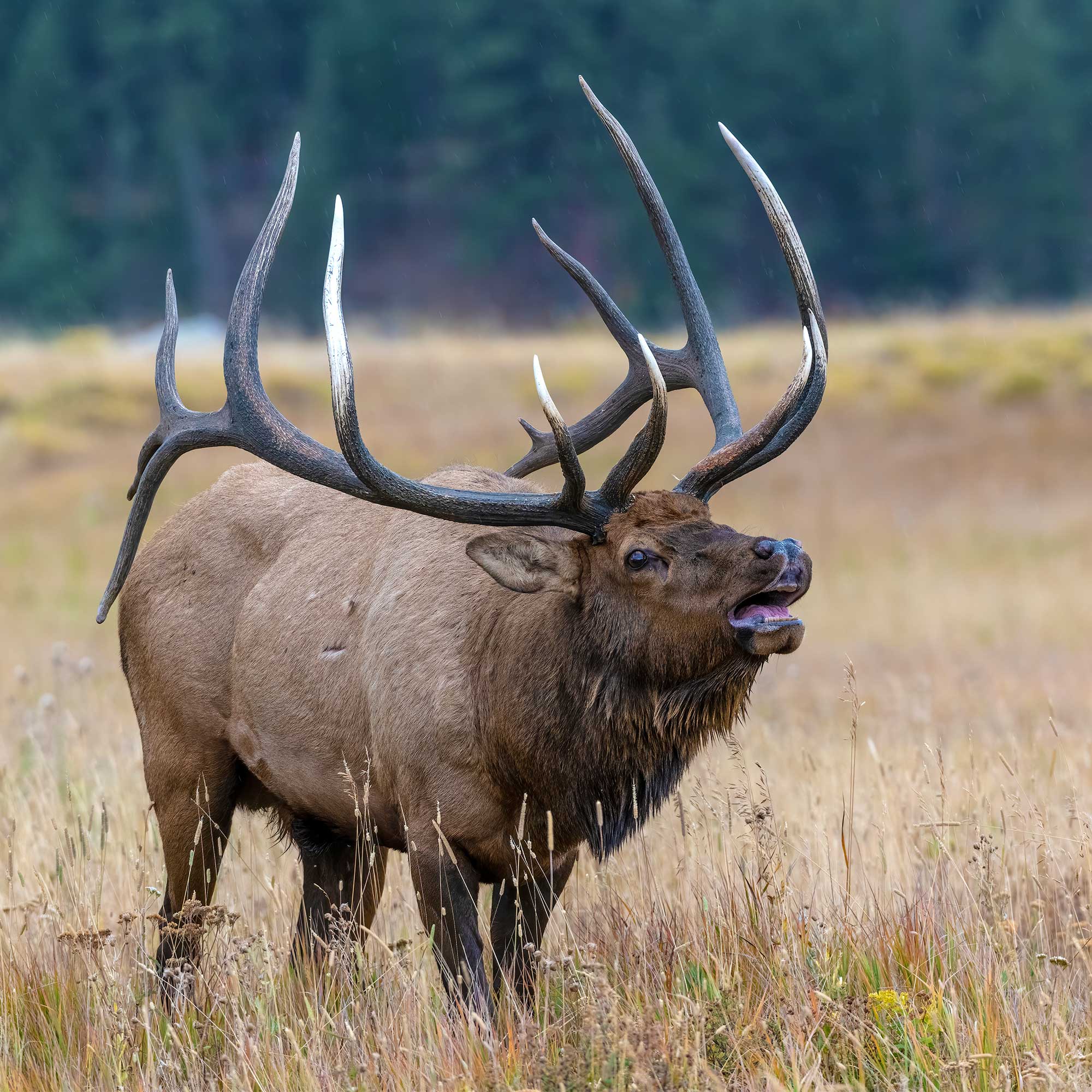 A huge bull elk in the Colorado Rocky Mountains