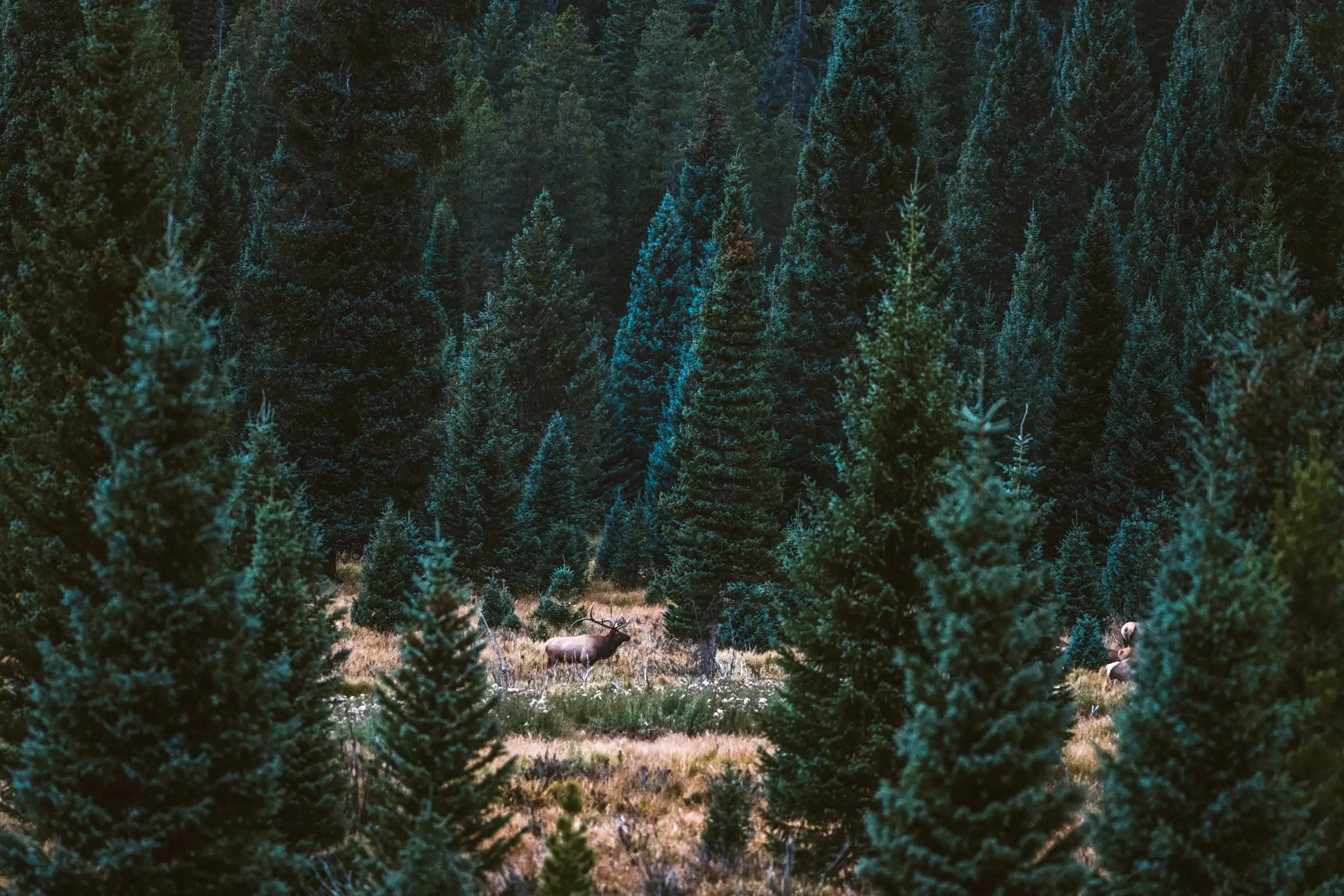 An elk stands alone in a giant forest of pine trees