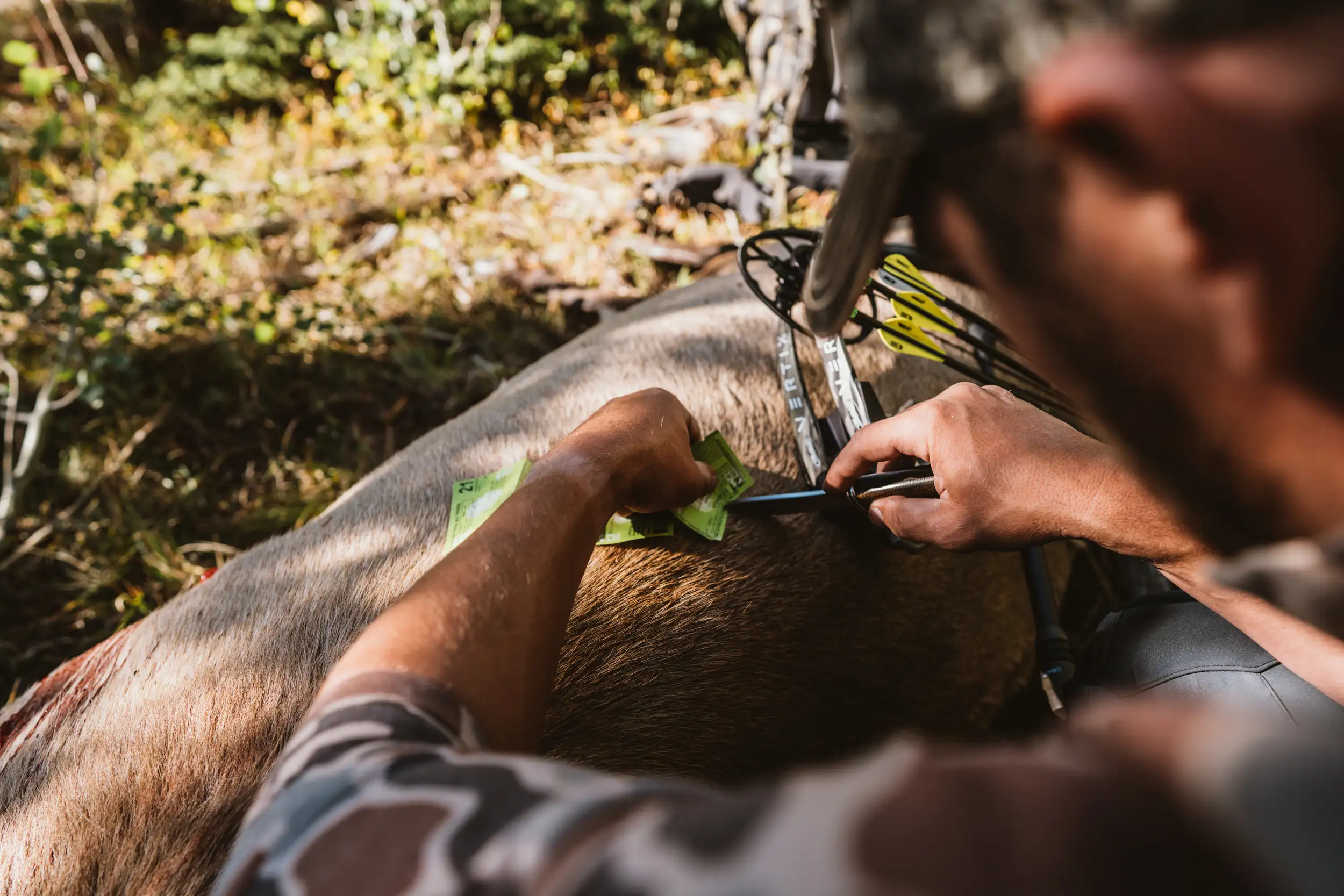 A hunter pins his tag to his trophy animal