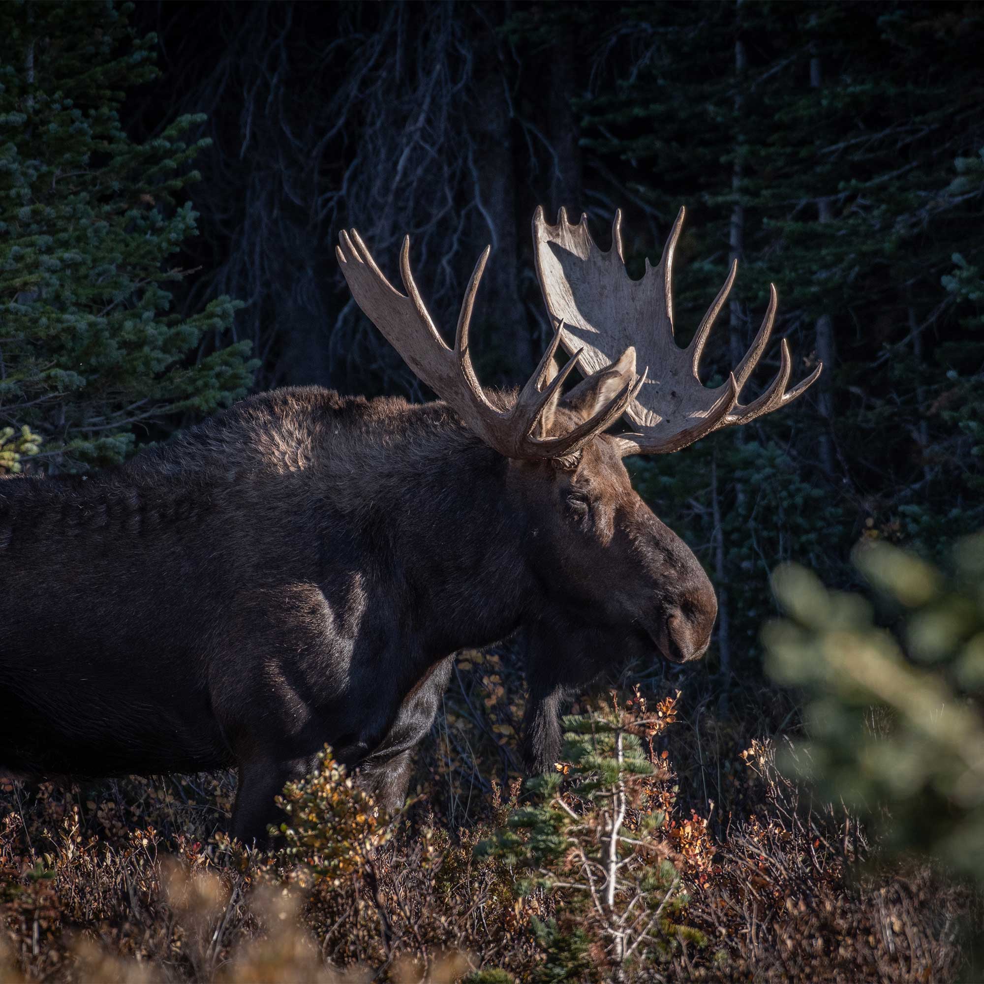 A huge moose hanging out in the Colorado Rocky Mountains