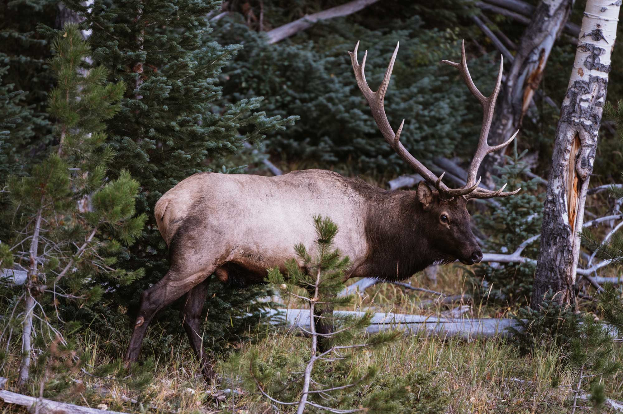 An elk eyeing the photographer suspiciously in the woods at a Colorado hunting ranch