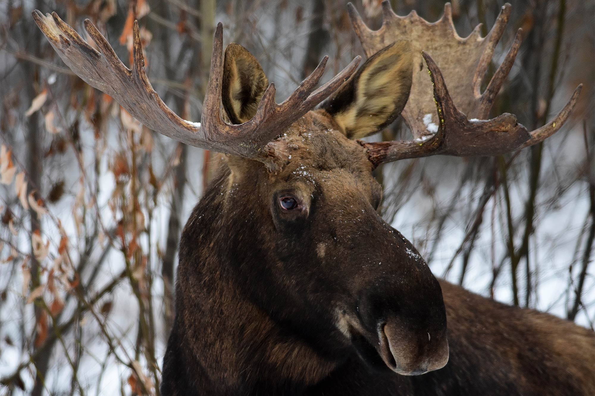 An elk bugling in the woods at a Colorado hunting ranch